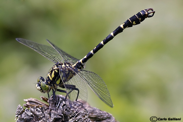 Onychogomphus uncatus